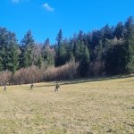 2024-03-12_suchaktion miesenbach_023